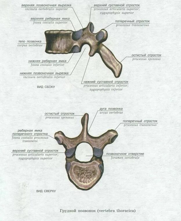 Позвоночная вырезка на латыни. Поясничный позвонок анатомия на латыни. Позвоночная вырезка на латыни. Строение свободных позвонков. Поясничный позвонок анатомия на латыни.