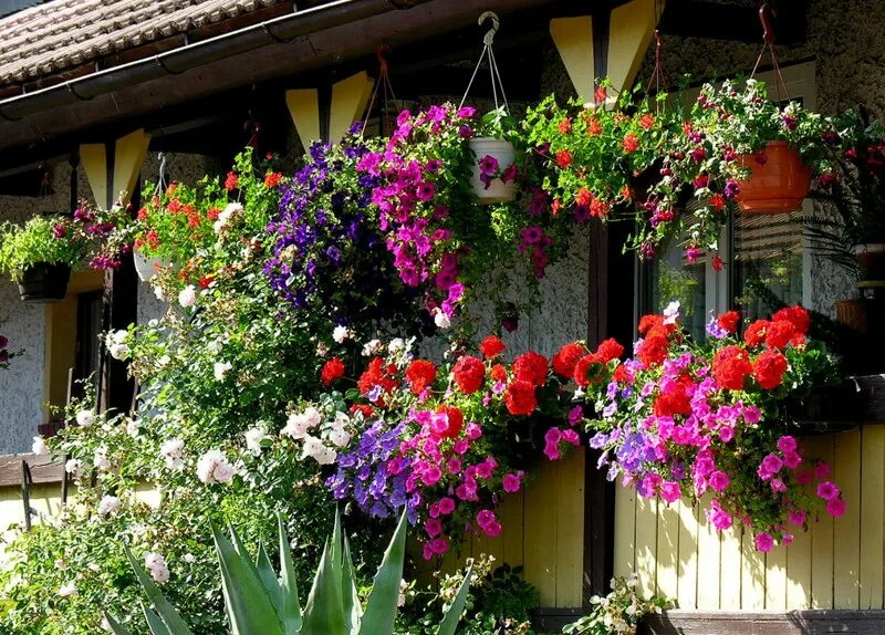 красивая деревня. природа деревня. цветы село. деревенский домик в цветах. деревенский домик в цветах.