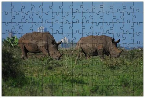 Rhinos eat plants