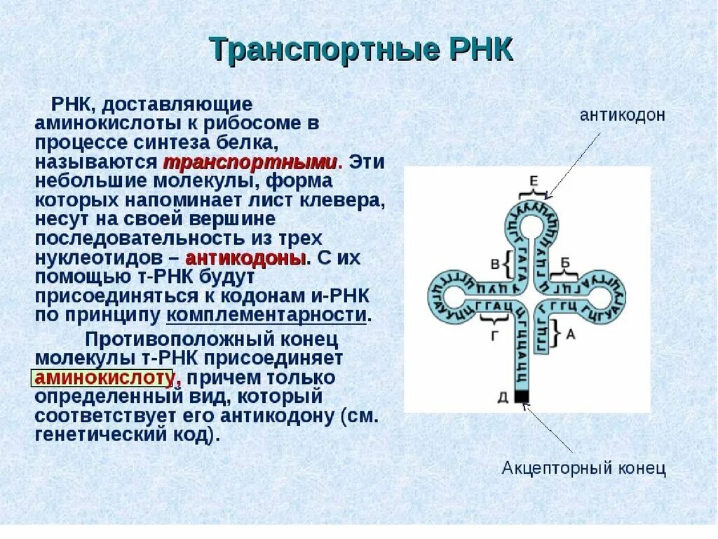 Соединение трнк с аминокислотой. Строение молекулы ТРНК. Структурная формула ТРНК. ТРНК строение и функции. Структура молекулы ТРНК.