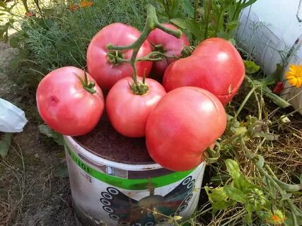 Помидор супер клуша описание отзывы