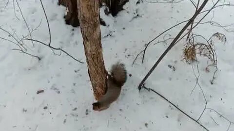 1 января в лесу