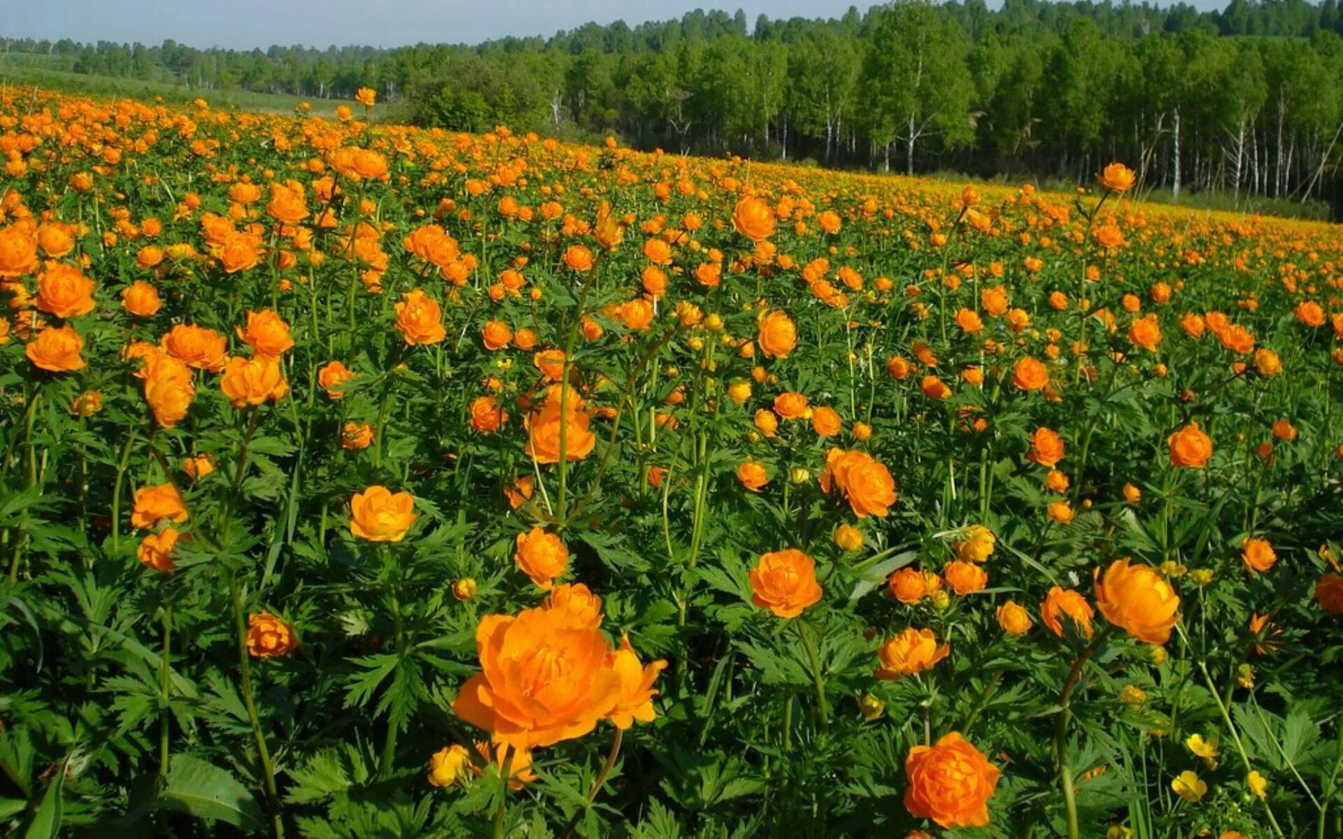 Сибирская купальница жарки. Купальница азиатская огоньки. Купальница — огоньки — жарки. Сибирская купальница азиатская