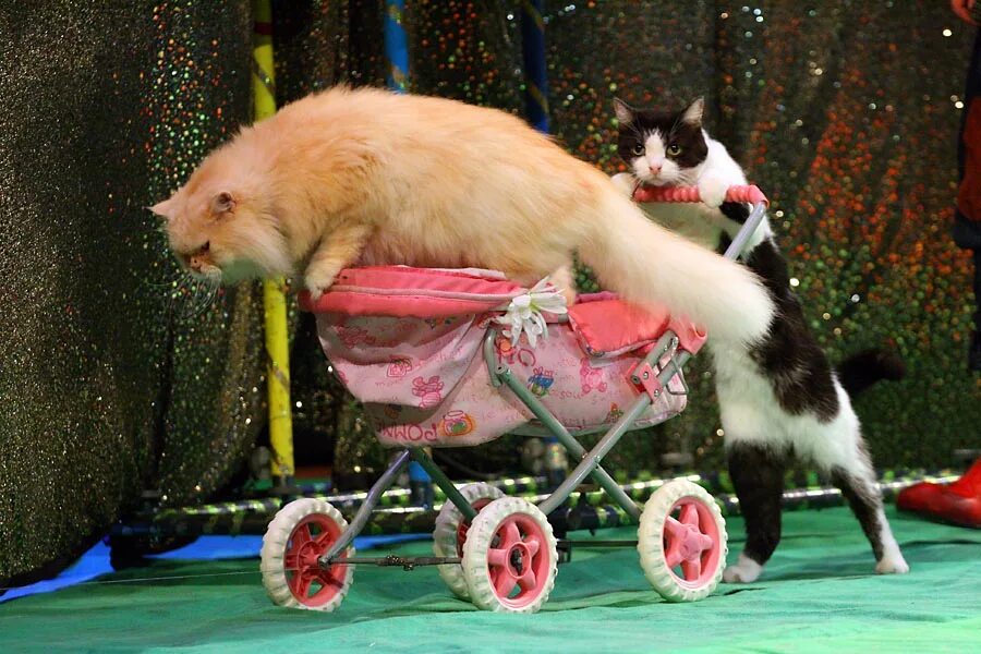Дрессированные кошки куклачева. Цирк кошек Куклачева. Кошки в цирке. Цирковой кот. Дрессированные коты.