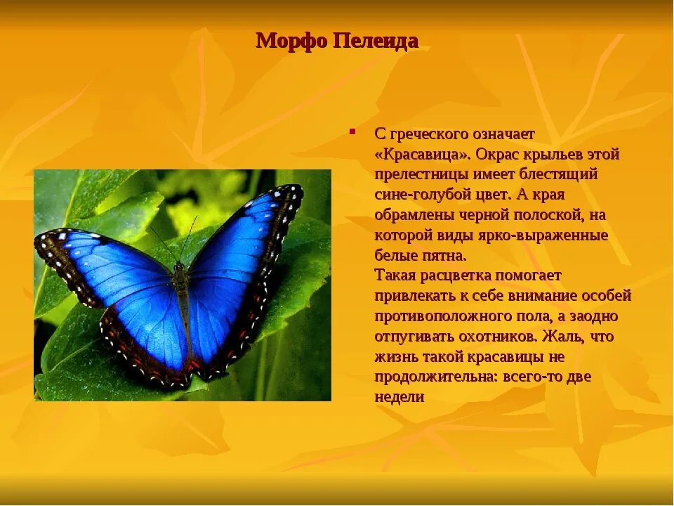 Сообщение о бабочке 2 класс окружающий мир. Бабочка морфо пелеида описание. сообщение о бабочке. рассказ о бабочке. интересный рассказ о бабочках.