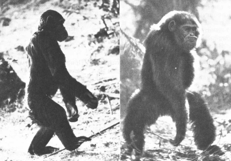 Человек примат. Шимпанзе и человек. Прямохождение обезьян.