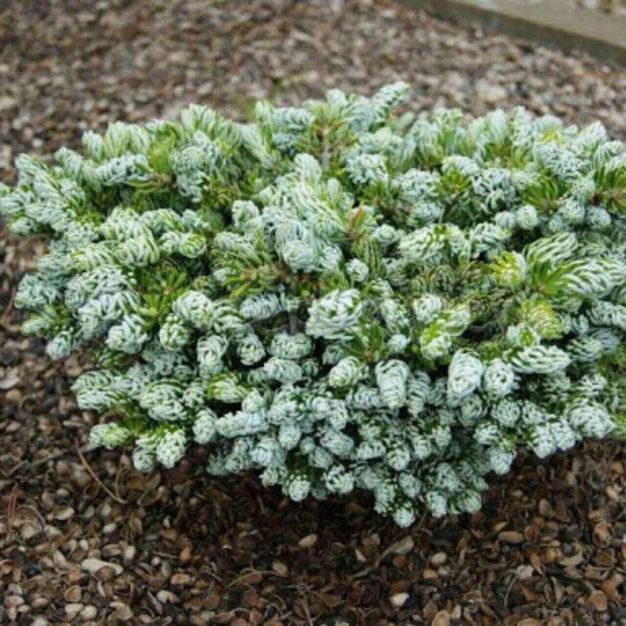 Пихта корейская абиес кореана. Пихта корейская silver star. Пихта айсбрекер. Пихта корейская когоутс айсбрекер. Пихта abies koreana 'kohout's icebreaker.