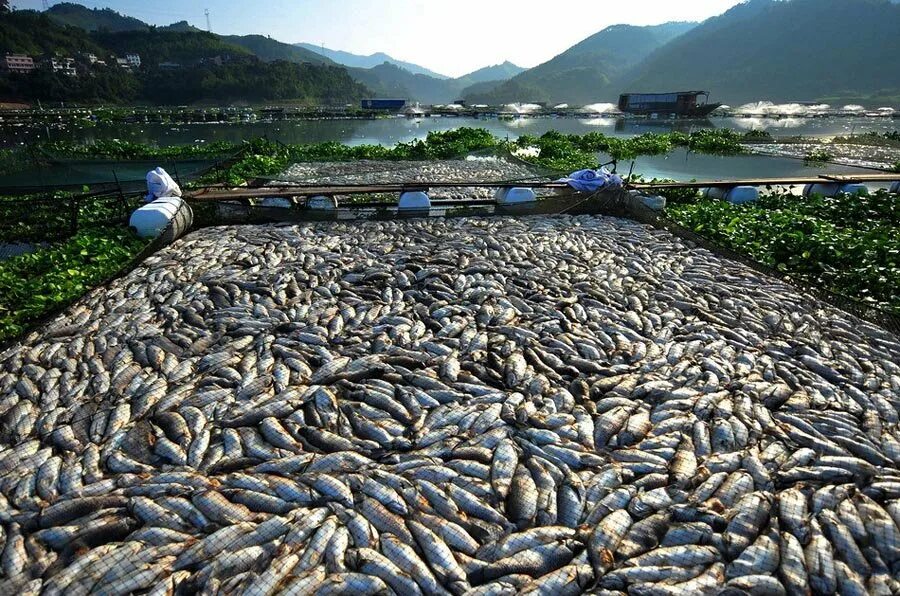 Где добыть рыбу. Рыбное хозяйство и аквакультура Японии. Рыболовство в Юго Восточной Азии. Сельское хозяйство Японии рыболовство. Рыболовство в Японии.