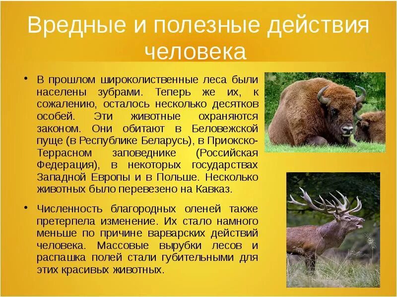 Животные широколиственных лесов 4 класс окружающий мир. Сообщение о животных широколиственных лесов. полезные животные для человека. вредные животные для человека. широколиственный лес животные презентация.