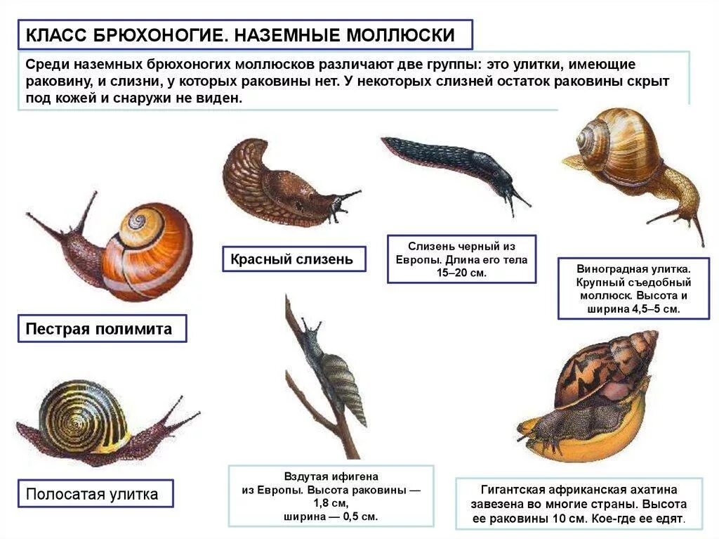 Стадии развития брюхоногих моллюсков. Брюхоногие моллюски растительноядные. Брюхоногие моллюски наземные развитие. Стадия развития класс брюхоногие моллюски.