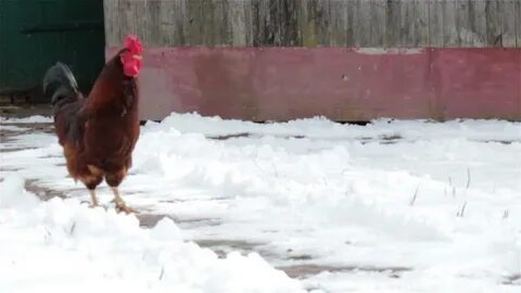 Петух падает