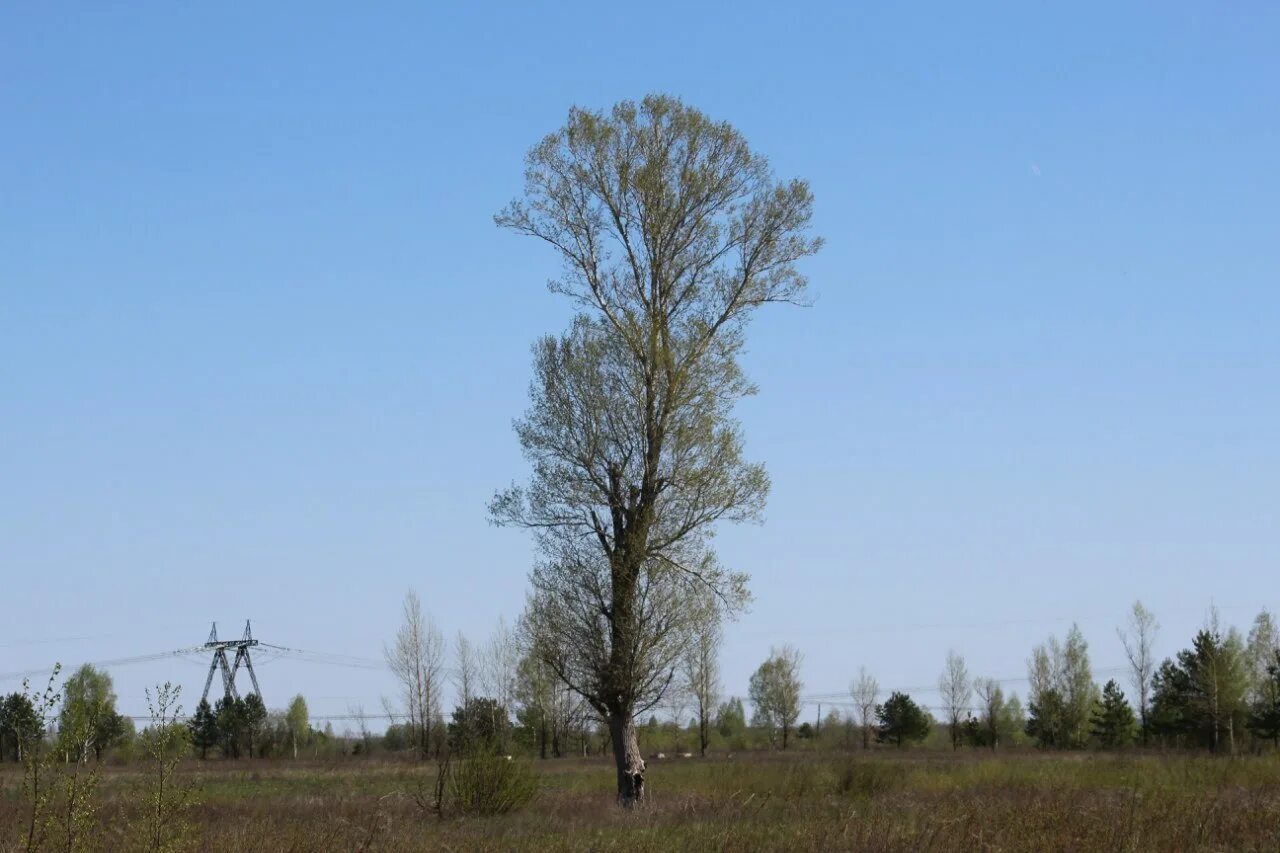 Тополь чёрный. Тополь черный(Populus nigra) соцветия. Осокорь. Заказник Окский береговой. Гудели черные тополя и хотя