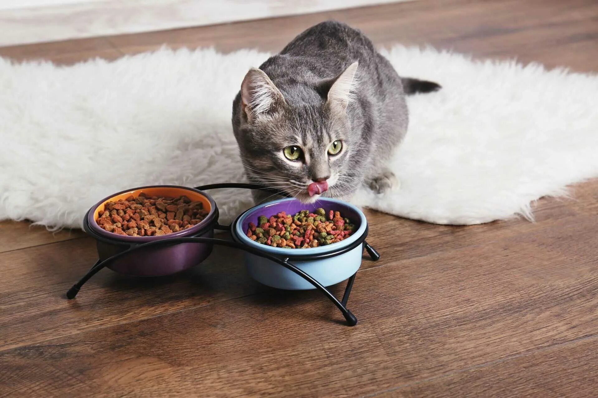 Кошка плохо ест корм. Корм для кошек. Красивая миска с кор мам. Кошачья еда. Кошачья миска с едой.