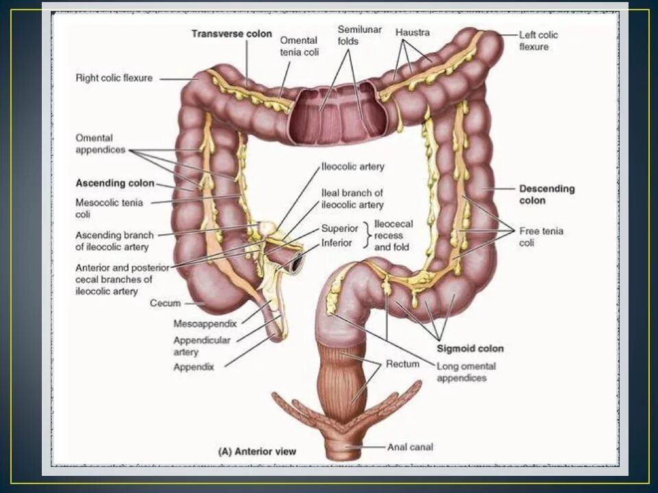 Название толстой кишки. Топография и анатомия Толстого кишечника. Сальниковые отростки ободочной кишки. Толстая кишка анатомия. Слепая кишка. Сальниковая лента ободочной кишки.