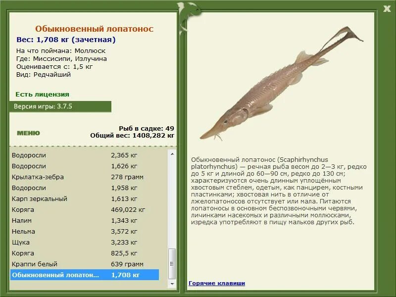 Лопатонос на что ловить турниры * РУССКАЯ РЫБАЛКА