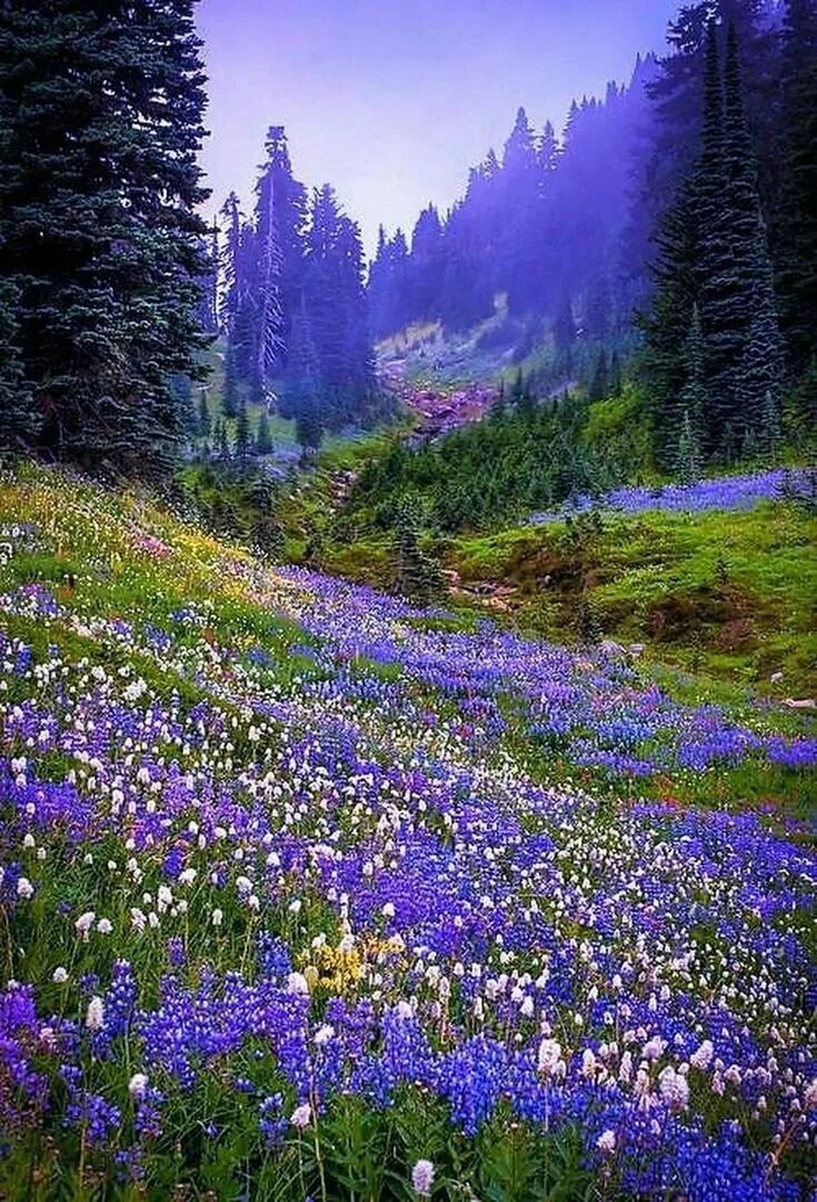 Красивая природа поляна. Швеция Альпийские Луга. Поляна с цветами. Цветы в лесу. Красивая Полянка в лесу.