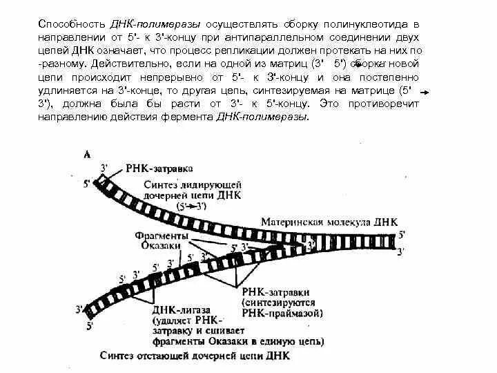 Репликация ДНК на лидирующей цепи происходит. Репликация ДНК 5 И 3 концы. Синтез лидирующей цепи ДНК осуществляет. Схема репликации ДНК лидирующая цепь.