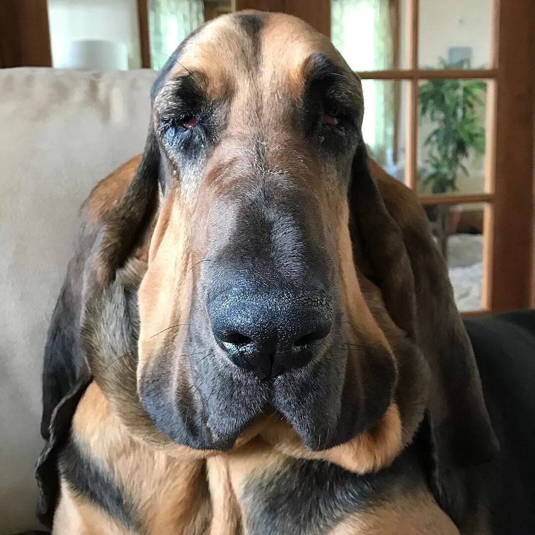 ищейка бладхаунд (гончая). блэк хаунд и бассет. бладхаунд (гончая). бладхаунд гончая собака. гончая святого губерта.