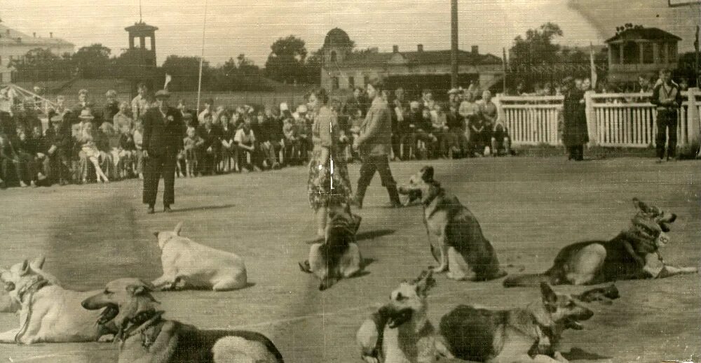 Мазовер служебное собаководство. 1924 Год Центральная школа военного собаководства «красная звезда».. Немецкая овчарка 1930-е. Первая школа кинологии 1908 год.