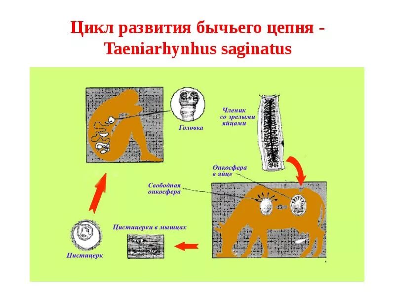 Установите последовательность происходит развитие бычьего цепня. Цикл развития бычьего цепня схема. цикл развития бычьего цепня. бычий цепень цикл развития схема. стадии жизненного цикла бычьего цепня.