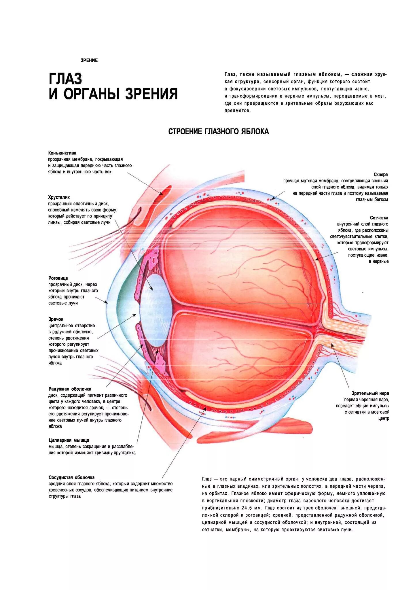 Изучить строение глазного яблока. Строение органа зрения (строение глазного яблока).. Оболочки глазного яблока строение и функции. Строение глаза глазное яблоко. Строение глаза оболочки глаза.