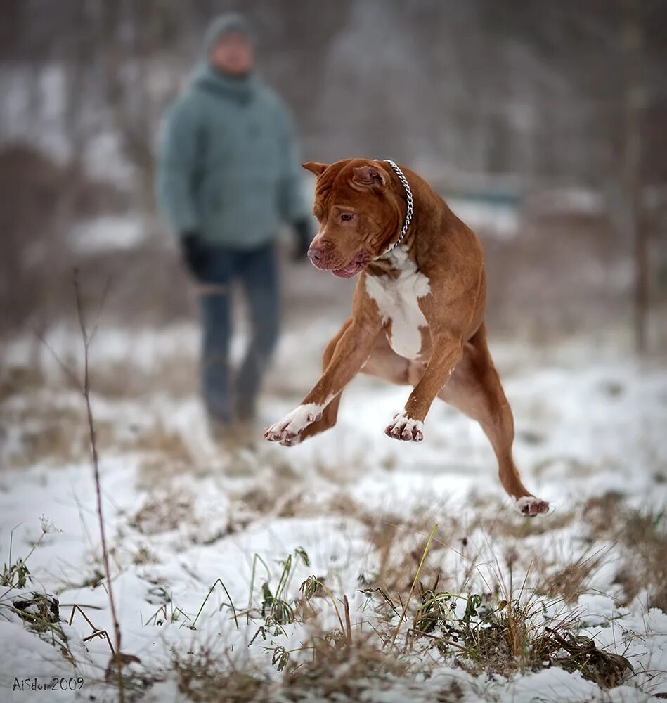 стаффы гуляют. ам стаффордширский терьер. стаффордширский бультерьер. американский стаффордширский терьер зимой. стаффы гуляют.