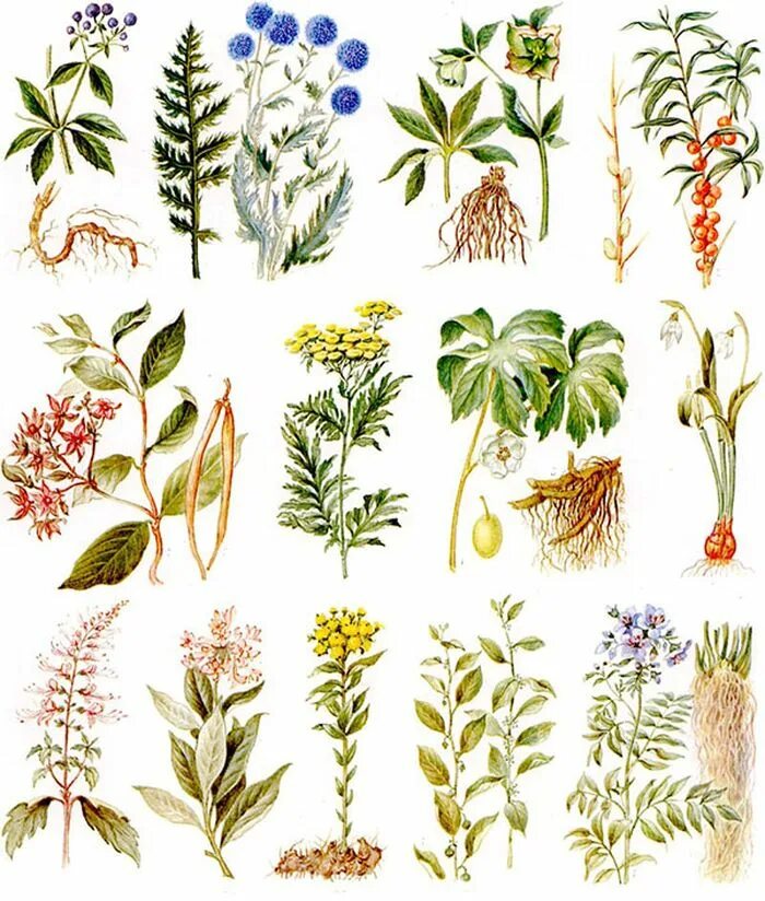 Лекарственные растения. Целебные растения. Лечебные травы. Разные лекарственные травы.