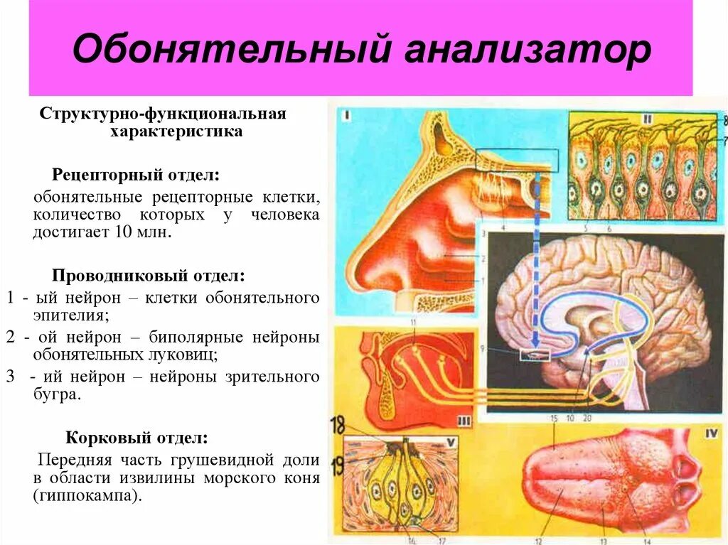 Обонятельную функцию выполняет