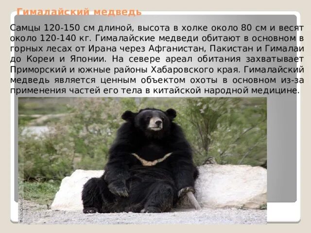 Белогрудый медведь красная книга. Гималайский белогрудый медведь. Белогрудый медведь хабаровского края. Гималайский белогрудый медведь в амурской области. Приспособления гималайского медведя.