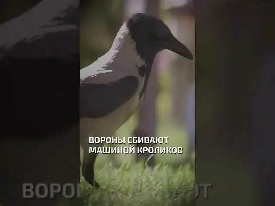 Сбить ворону на машине к чему. Сбить ворону на машине к чему