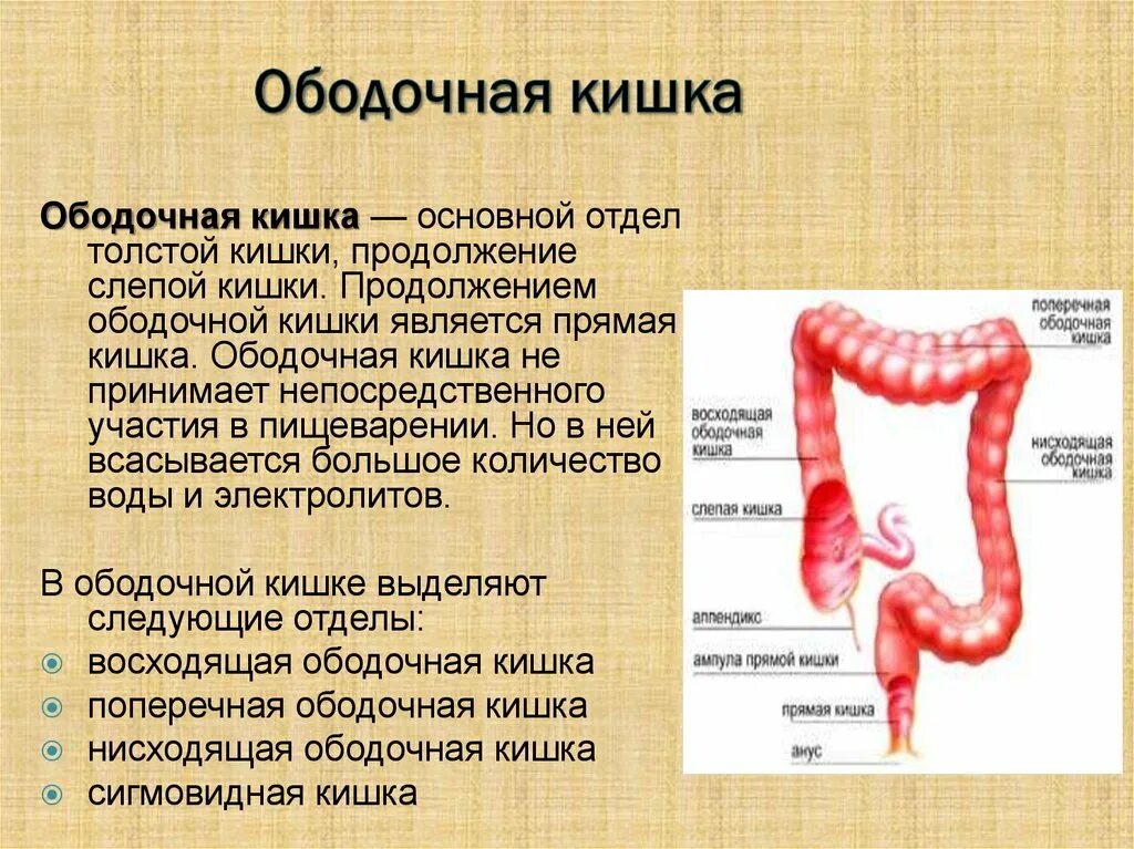 Какие функции толстого кишечника