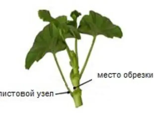 Правильно обрезать герань весной для пышного цветения. Черенки плющелистной пеларгонии. Черенкование пеларгонии схема. Прищипка черенков пеларгонии. Схема прищипки герани.