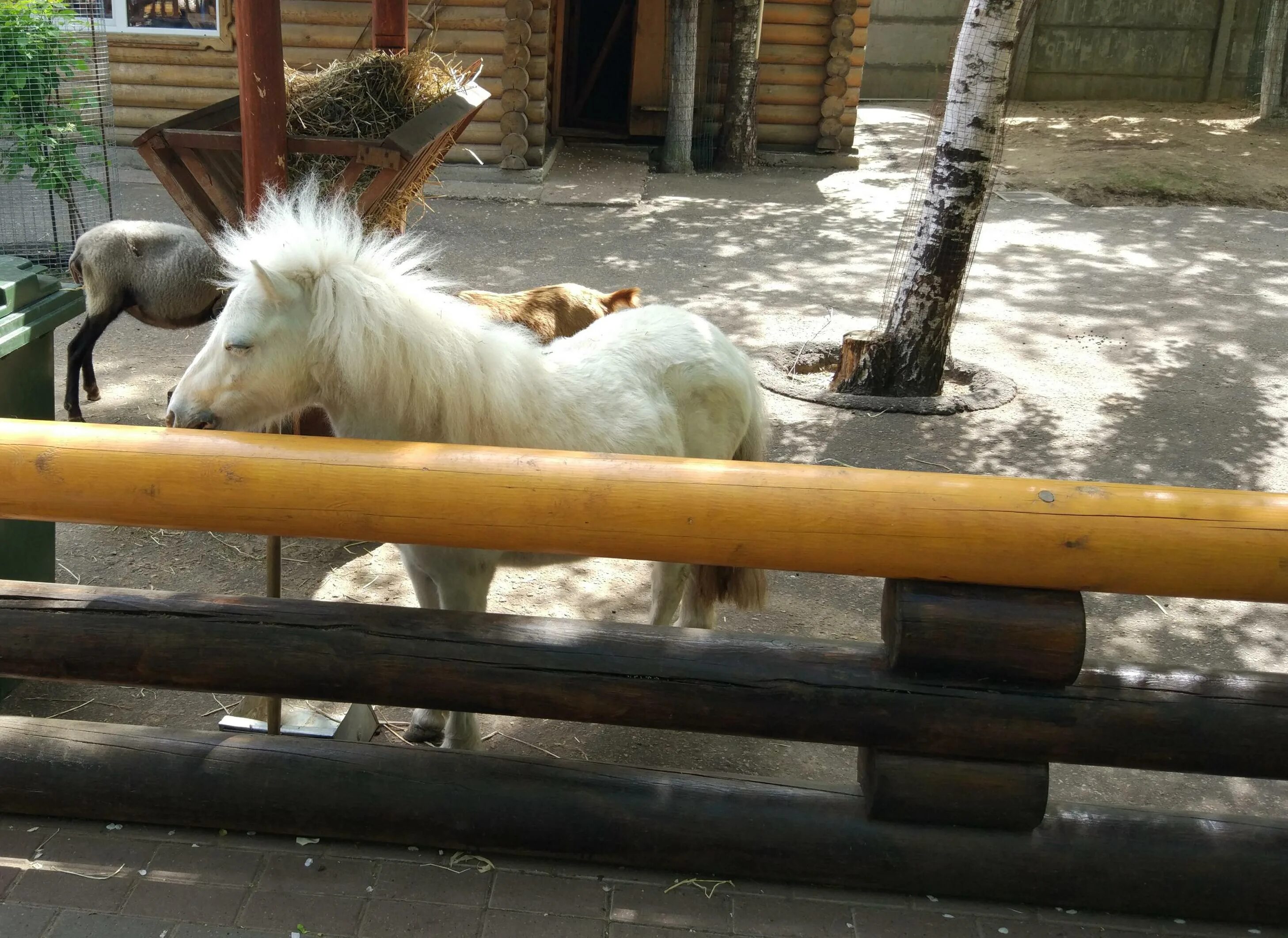 Зоопарк лимпопо нижний новгород сайт. Зоопарк Лимпопо Нижний Новгород. Нижний Новгород контактный зоопарк Лимпопо. Животные зоопарка Лимпопо Нижний Новгород. Новгородский зоопарк Лимпопо.