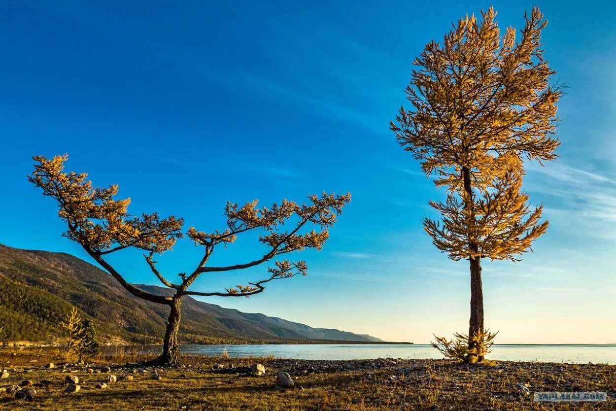 Байкальская лиственница. Лиственница на Байкале. Байкальские пейзажи фото. Фон Байкала с лиственницей и кедром.