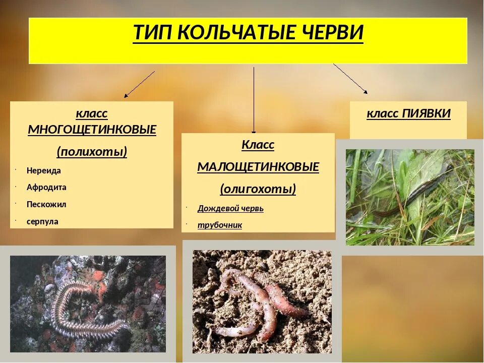 Три класса червей