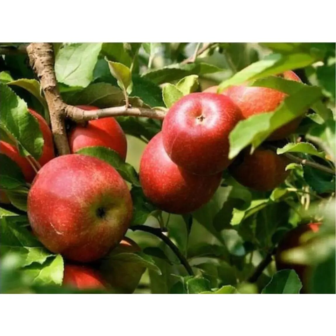 Яблоня эрли описание сорта. Яблоня эрли женева. Яблоня эрли описание сорта. Яблоня эрли женева. Яблоня женева эрли ранняя.