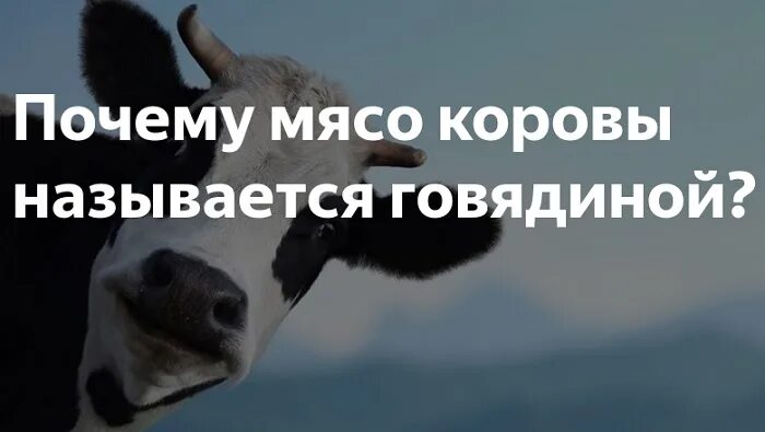 Почему коровье мясо. Почему мясо коровы назыве. Почему мясо коровы называют говядиной. Почему корову называют говядиной. Почему говядина а не коровятина.