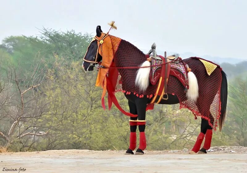 Indian horse. Марвари лошадь. Лошади Индии марвари. Лошади породы марвари. Пегий марвари.