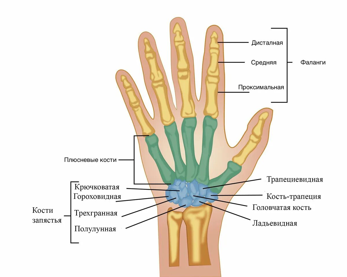 Где рук. Кости лучезапястного сустава анатомия левой руки. строение фаланги пальца кисти. кости пальцев руки человека анатомия. кисть человека строение костей.