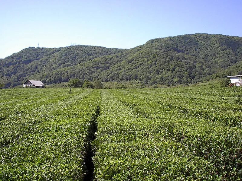 Дагестан плантация плантация. Чайные плантации на Кавказе. Чайная плантация горы Кавказ. Краснодарский чай плантации.