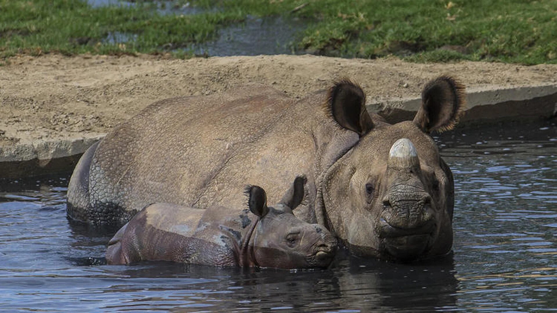 Животные и развлечения. Носорог купается. Носорог плавает. Носорог в воде. Носорог плывет.