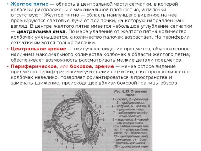 Слепое пятно расположено в месте где. Строение сетчатки. Колбочки. Палочки. Желтое пятно. Слепое пятно. Желтое пятно. Центральная ямка и желтое пятно. Расположены в области желтого пятна.