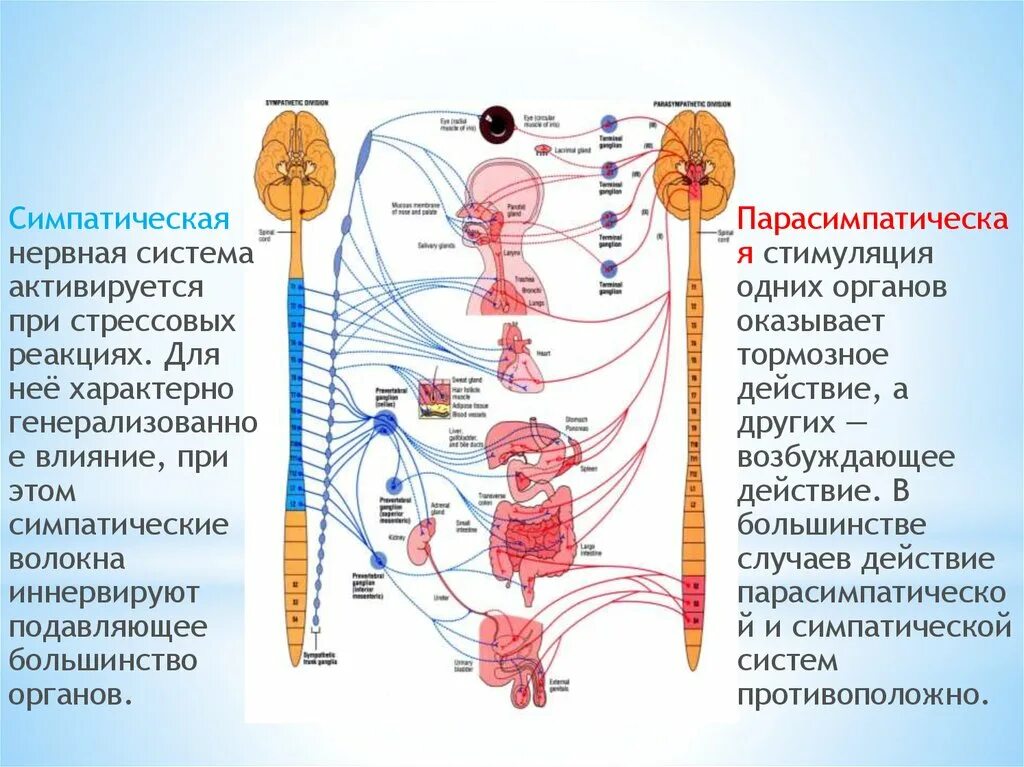 Симпатические нервы оказывают влияние. Симпатическая вегетативная нервная система. Ядра в парасимпатической и симпатической НС. Симпатическая и парасимпатическая нервная система. Нервная система человека симпатическая и вегетативная.