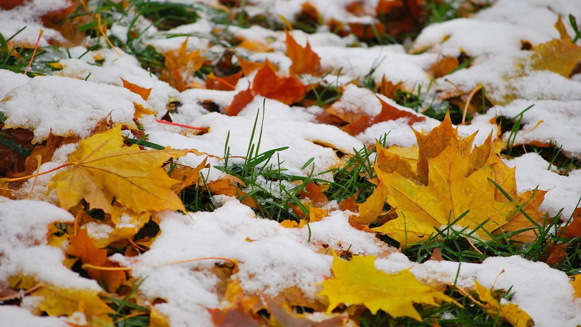 Погода конец сентября октябрь. Первый снег. Ноябрь природа. Снежная осень. Ранняя зима.
