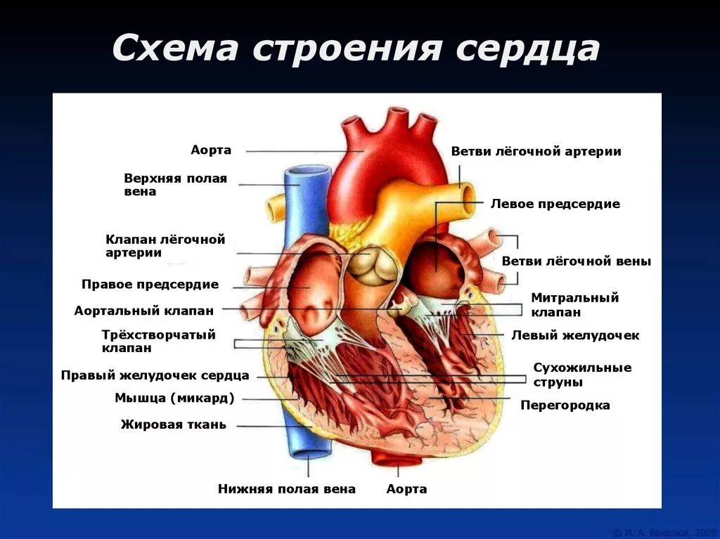 Обозначьте рисунок строение сердца