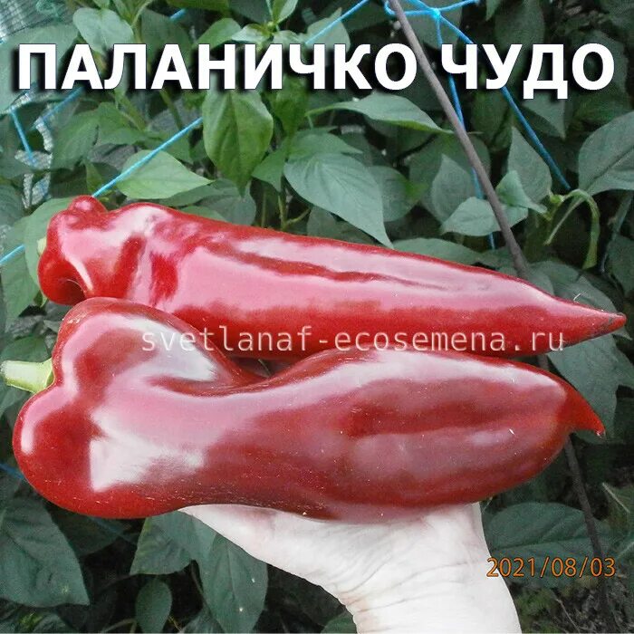Перец поляничко чудо. Перец воронежский. Перец чудо паланичко купить семена в спб. Сладкий перец паланчико чудо. Перец сладкий паланичко чудо 10шт.