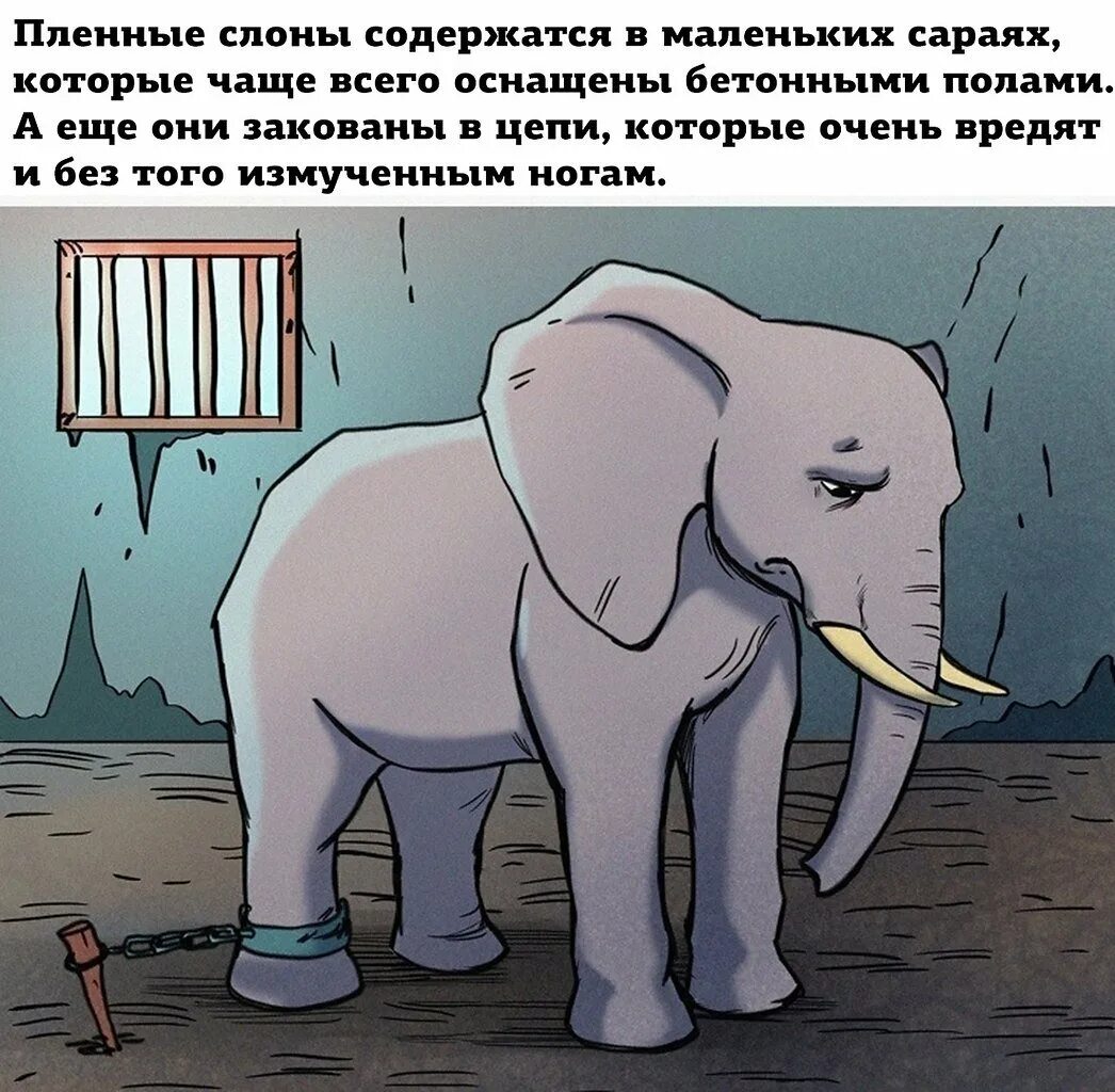 Поставь elephant. Слон прикол. Шутка про слона. Четыре слона в домике. Слоны приколы.