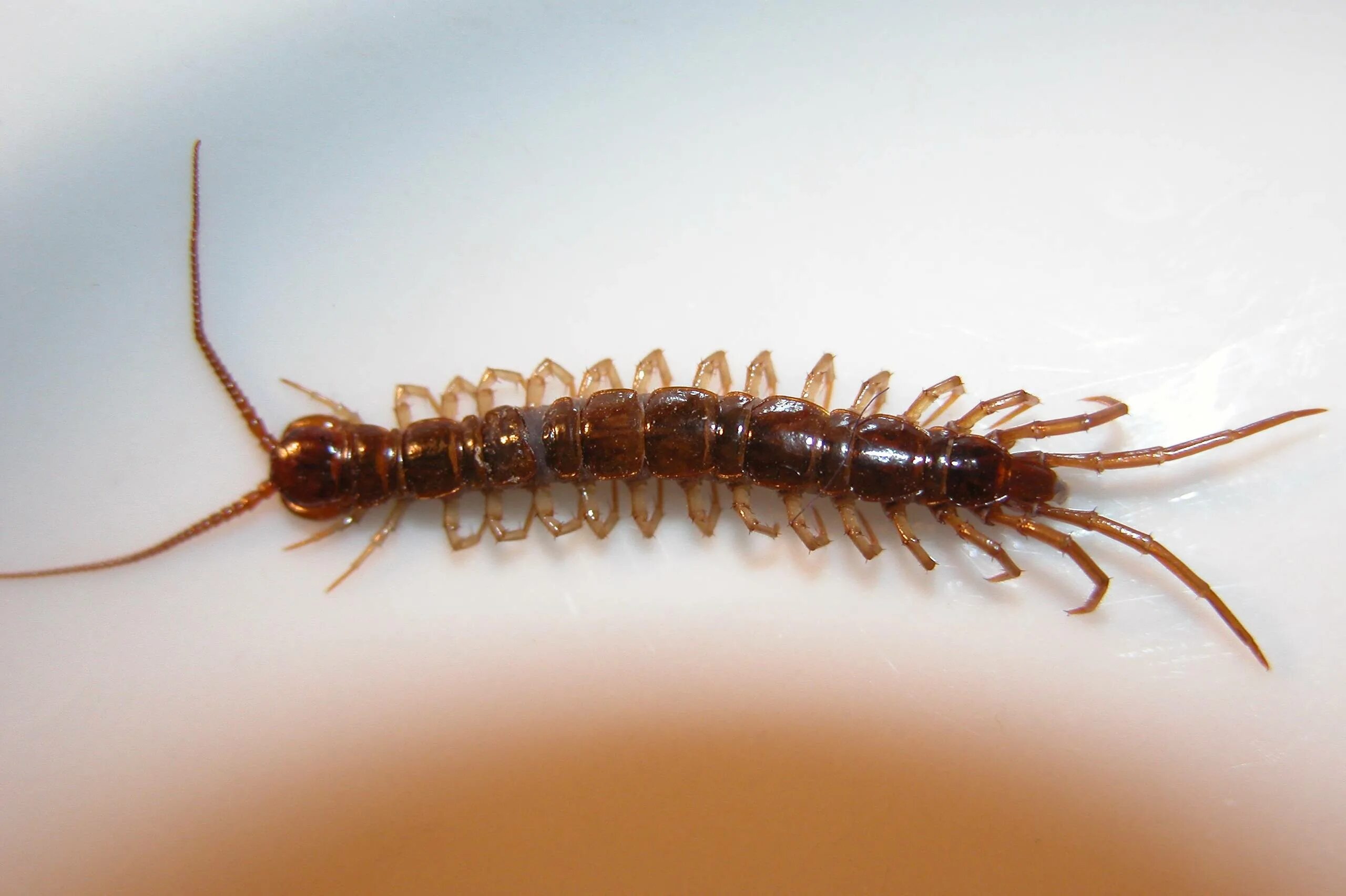 Сороконожка как называется. Мокрица многоножка. lithobius forficatus. сороконожка сколопендра. костянка обыкновенная многоножка.