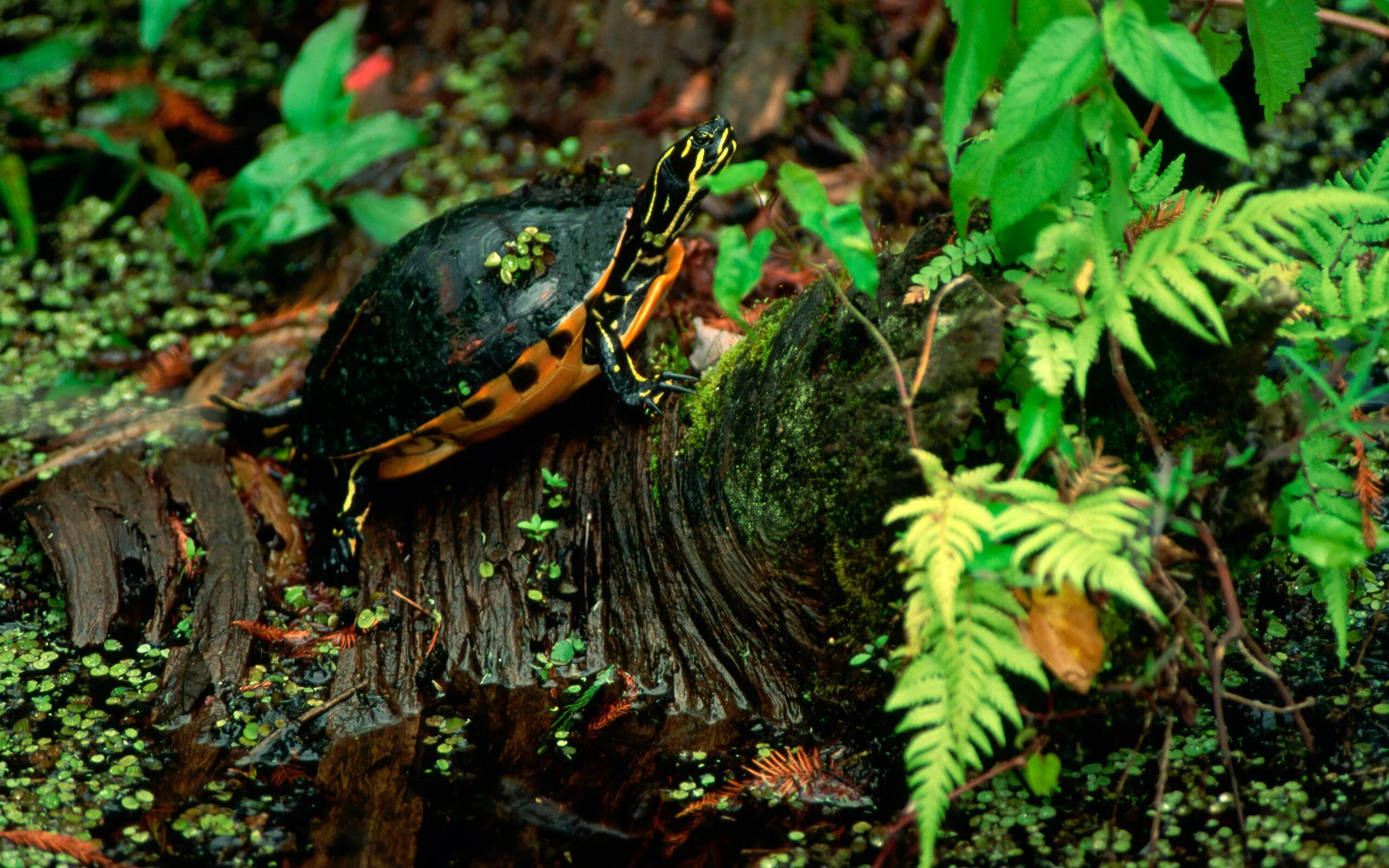 Left turtle. Краснобрюхая черепаха. Красноухая черепаха. Черепахи в тропическом лесу. Земноводные черепахи.