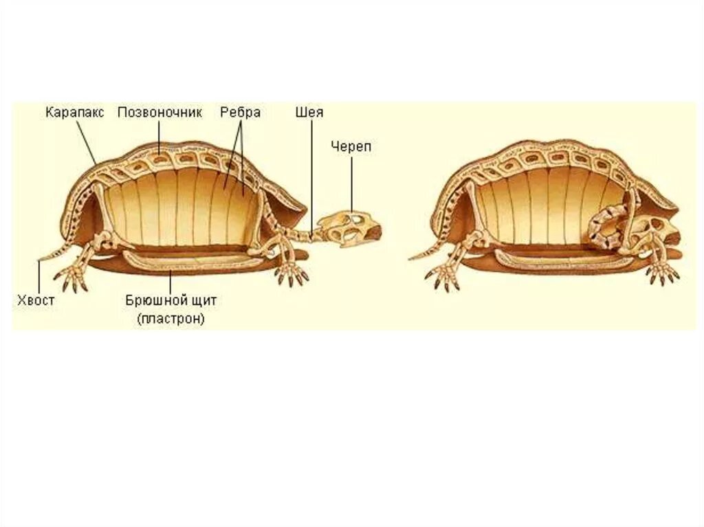 Строение скелета красноухой черепахи. Строение панциря черепахи. Строение черепахи сухопутной. Строение панциря красноухой черепахи. Части панциря черепахи